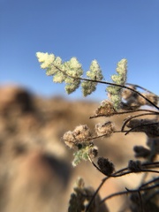 Myriopteris parryi