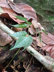 Dacryodes excelsa