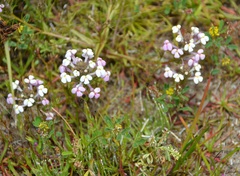 Triphysaria versicolor versicolor