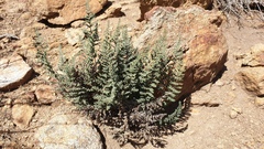 Pellaea mucronata mucronata