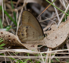 Hypocysta pseudirius