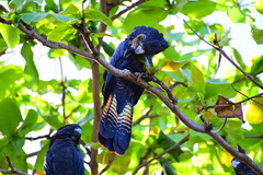 Calyptorhynchus banksii