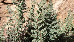 Pellaea mucronata mucronata