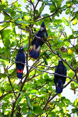 Calyptorhynchus banksii