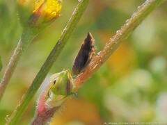 Acinopterus acuminatus