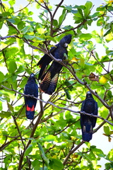 Calyptorhynchus banksii