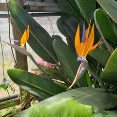 Strelitzia