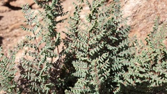 Pellaea mucronata mucronata