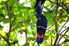 Calyptorhynchus banksii