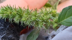 Amaranthus powellii