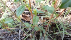 Amaranthus powellii