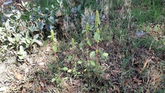 Amaranthus powellii