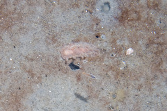 Dendronotus