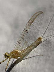 Stenacron interpunctatum