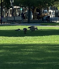 Branta canadensis