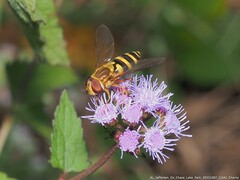 Syrphus knabi