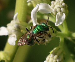 Augochloropsis