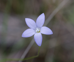 Wahlenbergia gracilis