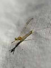 Stenacron interpunctatum