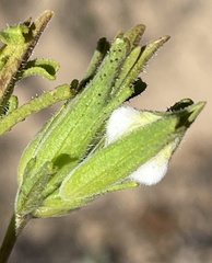 Cordylanthus rigidus