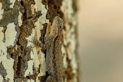 Urosaurus nigricauda