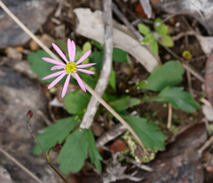 Brachyscome spathulata