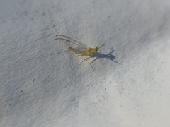 Stenacron interpunctatum