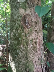 Dacryodes excelsa
