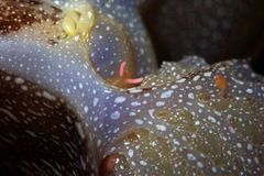 Anthessius navanacis