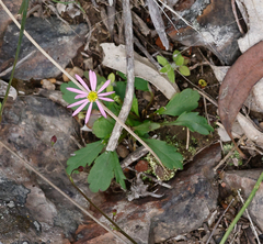 Brachyscome spathulata