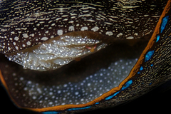 Anthessius navanacis