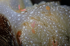 Anthessius navanacis