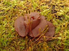 Ascocoryne cylichnium