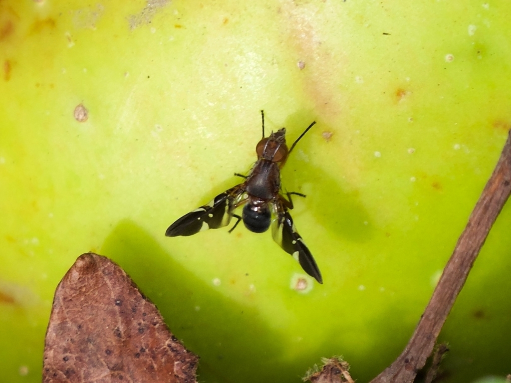 Winged Fly Common Picture-winged Fly from Brooklyn, NY, USA on August 21, 2018 at ...
