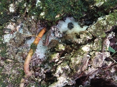 Dacryodes excelsa