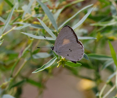 Candalides xanthospilos
