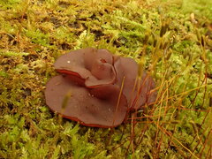 Ascocoryne cylichnium