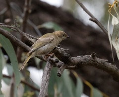Melithreptus brevirostris