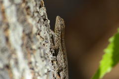 Urosaurus nigricauda