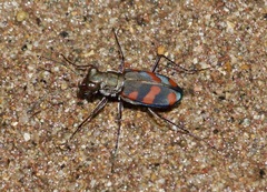 Cicindela sommeri