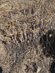 Heterotheca sessiliflora echioides