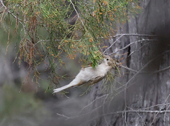 Melithreptus brevirostris
