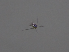 Trepobates subnitidus