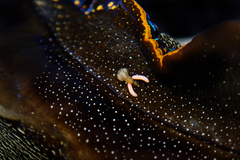 Anthessius navanacis