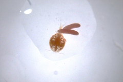 Anthessius navanacis