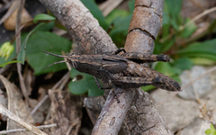 Phaulacridium vittatum