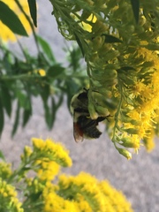 Bombus huntii