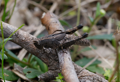 Phaulacridium vittatum