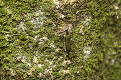 Calliprason sinclairi