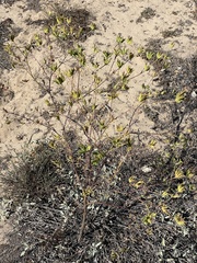 Cordylanthus rigidus